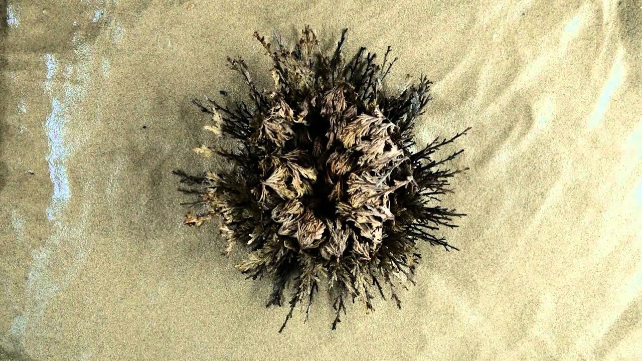 Rose of Jericho resurrection plant - Time Lapse