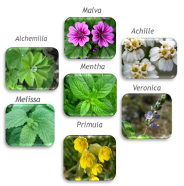 7 hoa thảo dược