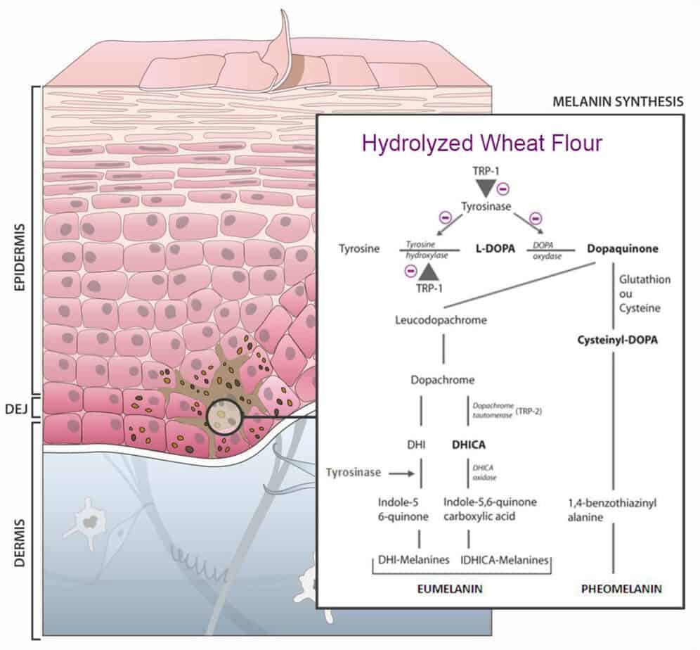Bột lúa mì thủy phân 2 Hydrolyzed Wheat Flour Mechanism
