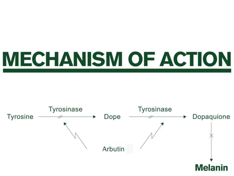 arbutin mechanism