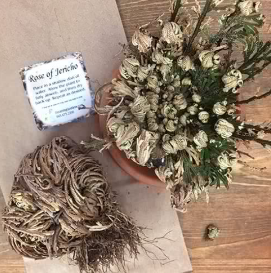 Chiết xuất cây hồi sinh 2 chiết xuất cây hồi sinh