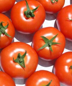 chiết xuất cà chua