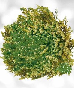 chiết xuất cây hồi sinh