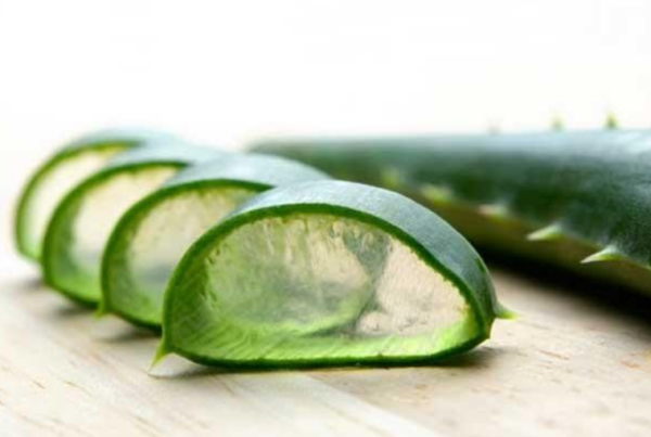 Chiết xuất lô hội 3 chiết xuất lô hội