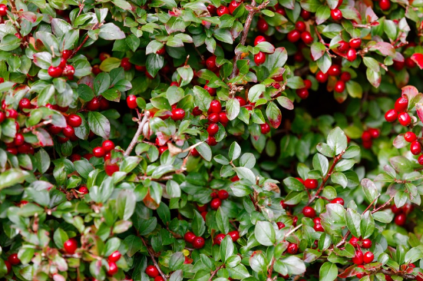 Chiết xuất lộc đề 2 cây lộc đề