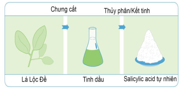 Chiết xuất lộc đề 3 chiết xuất lộc đề