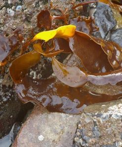 Chiết xuất tảo Saccharina