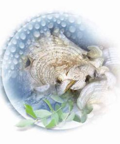 Chiết xuất tảo nâu Padina Pavonica - Jojoba