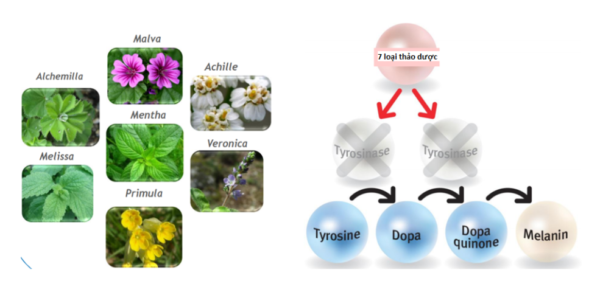 cơ chế hoạt động của 7 loại thảo dược