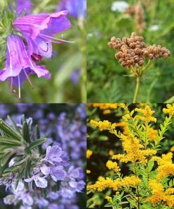Dầu hạt Echium Plantagineum