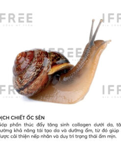 dịch chiết ốc sên trong nguyên liệu mỹ phẩm
