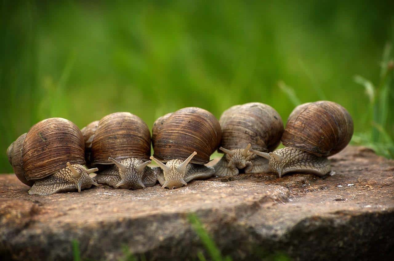 gia công sữa tửa mặt snail dạng kem tại ifree