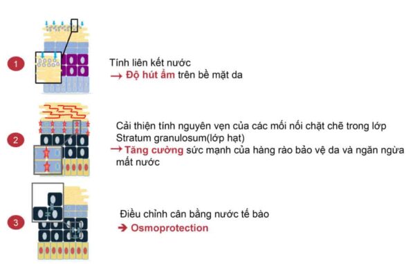 cấp nước, dưỡng ẩm của củ cải đường