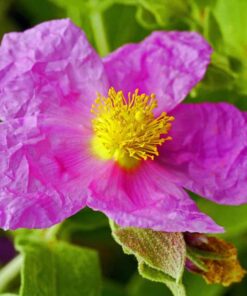 chiết xuất hoa hồng đá