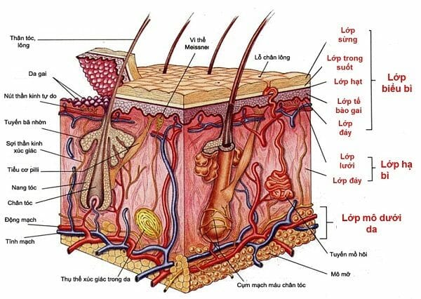 gia công gel tẩy tế bào chết