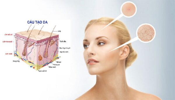 cấu tạo da mặt thể hiện với chiết xuất whitening peptide