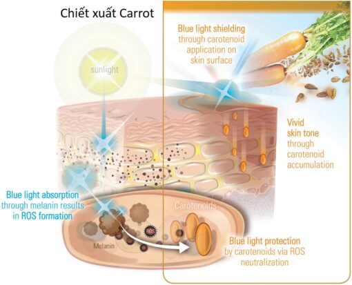 chiết xuất carot trong mỹ phẩm