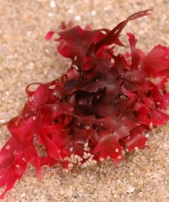 Chiết xuất vi tảo đỏ - Ứng dụng trong mỹ phẩm trắng da