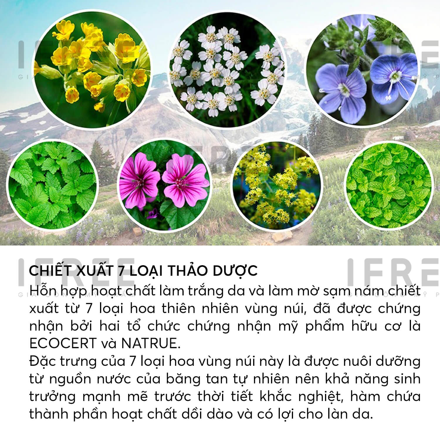 Gia công muối hạnh nhân tẩy tế bào chết - Dưỡng da sáng mịn 2 chiet xuat 7 loai thao duoc