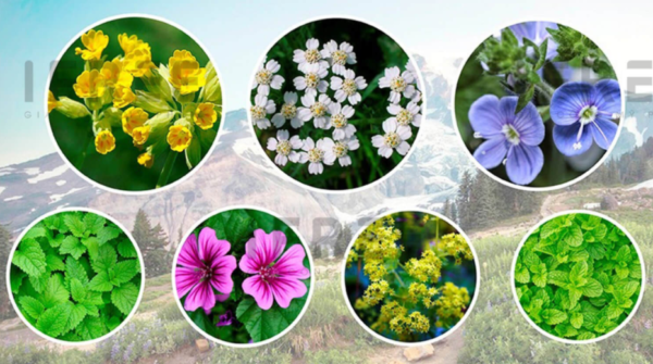 7 loại thảo dược 7 loại thảo dược