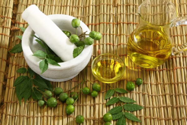 chiết xuất sầu đông