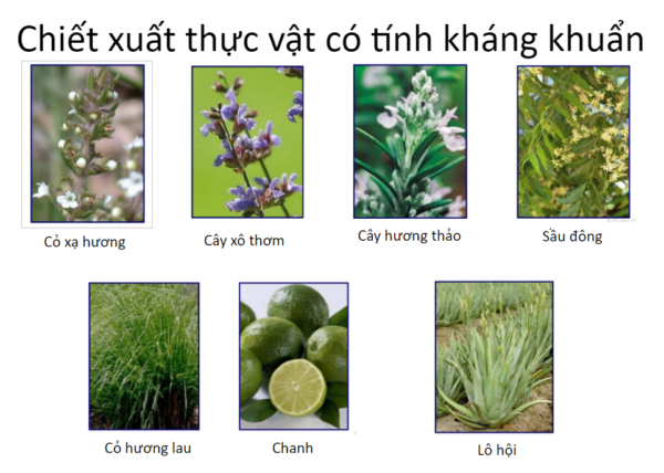 chiết xuất kháng khuẩn