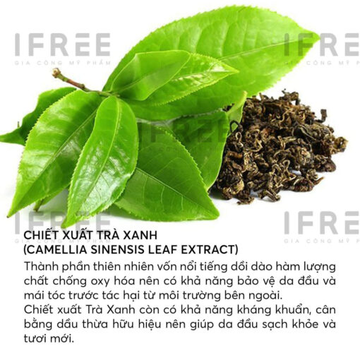 chiet xuat tra xanh camellia sinensis leaf