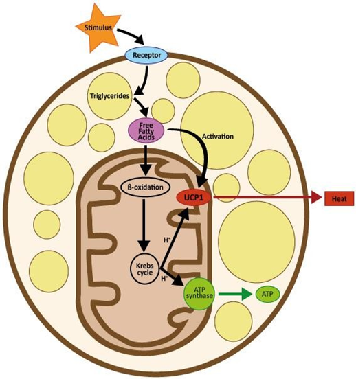 Gia công Kem tan mỡ sinh học - Đánh tan mỡ thừa 13 tác dụng tan mỡ Plankton Extract - thành phần quan trọng trong công thức gia công kem tan mỡ sinh học của IFREE