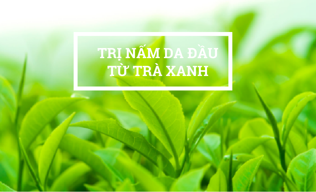 Gia công Dầu gội trị gàu chiết xuất trà xanh