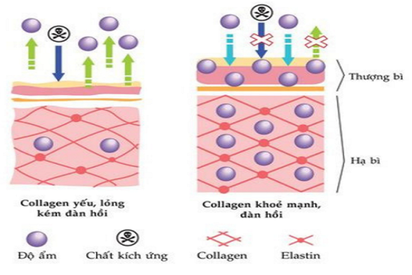 Cơ chế chống lão hóa của collagen - gia công serum collagen ball chống lão hóa tại IFREE