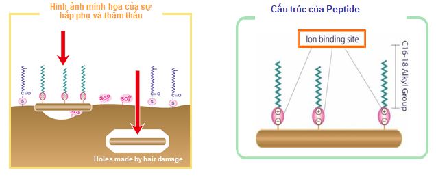 Cơ chế phục hồi tóc của dầu gội chiết xuất Đậu Hà Lan được gia công sản xuất bởi IFREE - gia công dàu gội chiết xuất đậu hà lan