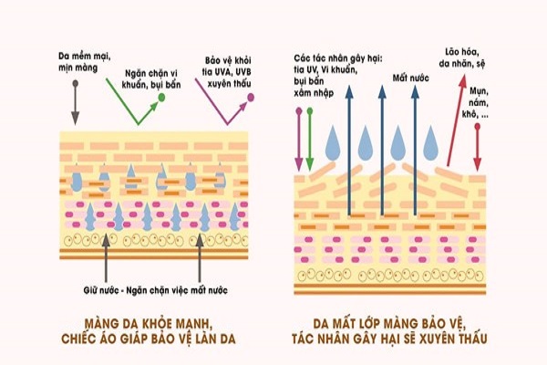 tác dụng dưỡng da vitamin b5 tác dụng dưỡng da vitamin b5