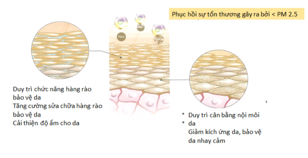 Gia công Kem dưỡng trắng face ban đêm 11 Hỗn hợp dầu Echnidium