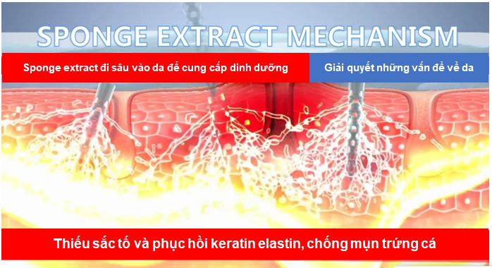 tác dụng cơ chế vi kim tảo biển - gia công serum vi kim