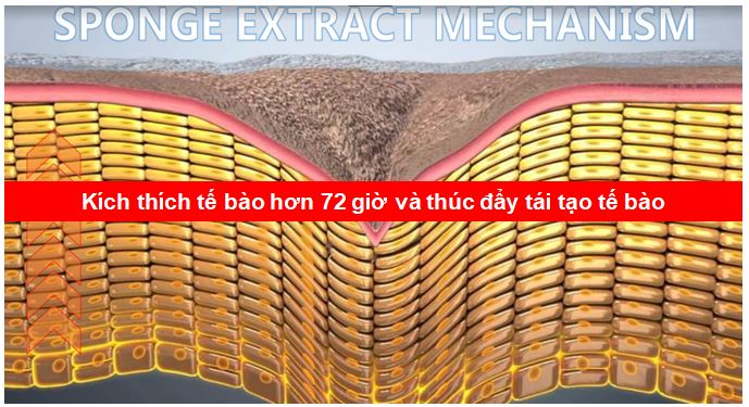 Cơ chế hoạt động của vi kim tảo biển - kích thích tế bào và tái tạo tế bào - gia công serum vi kim