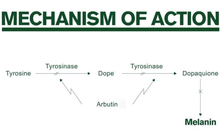Gia công Kem dưỡng trắng body cao cấp 16 tác dụng làm trắng arbutin
