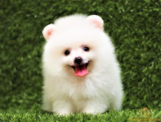 Gia công Sữa tắm dành cho chó mèo 2 Gia công Sữa tắm dành cho chó mèo