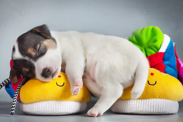 Tại sao dùng sữa tắm cho thú cưng, sữa tắm cho chó mèo 16 sữa tắm cho chó