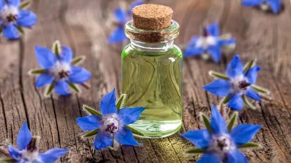borage oil là gì