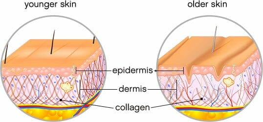 cấu trúc collagen