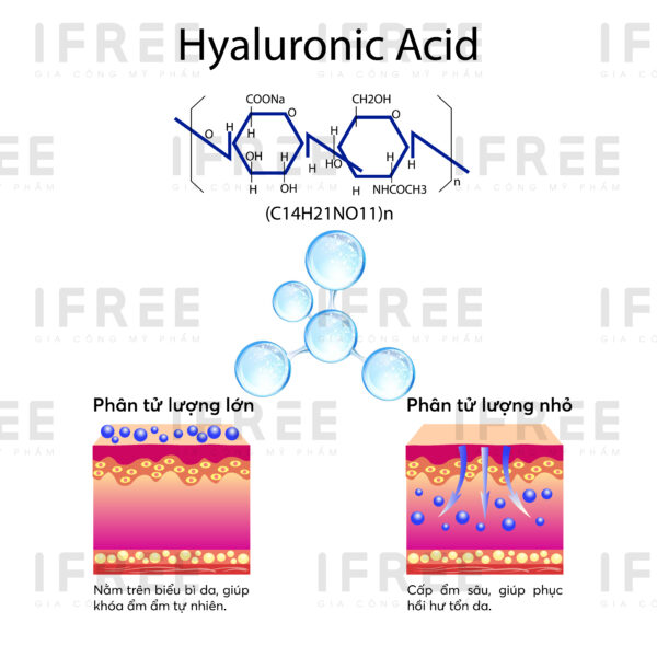 Cơ chế dưỡng âm Hyaluronic Acid Cơ chế dưỡng âm Hyaluronic Acid