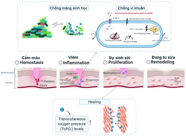 cơ chế khử khuẩn dung dịch HOCL
