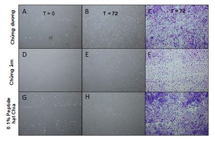 Thử nghiệm Scratch peptide hạt chia