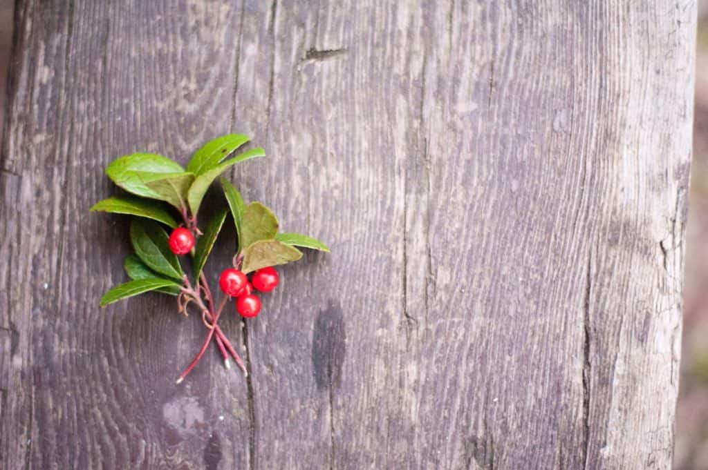 Nguyên nhân và phương pháp điều trị các loại mụn 40 chiết xuất lộc đề