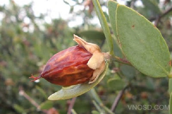 simmondsia chinensis seed oil là gì
