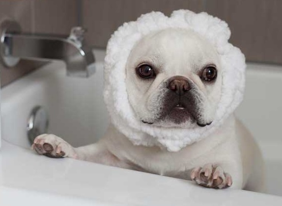 Tại sao dùng sữa tắm cho thú cưng, sữa tắm cho chó mèo 15 sử dụng sữa tắm cho chó, sữa tắm cho mèo