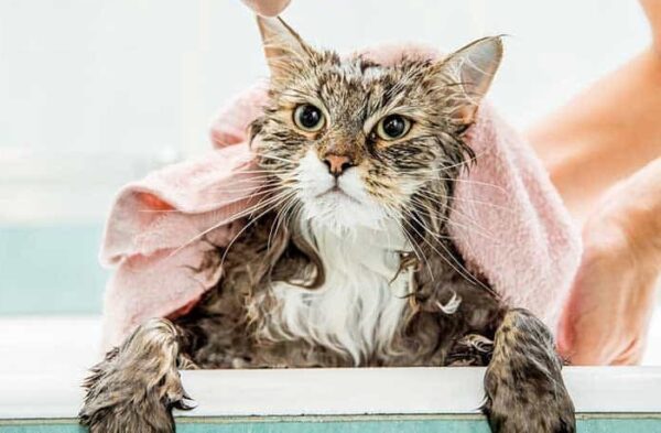 Tại sao dùng sữa tắm cho thú cưng, sữa tắm cho chó mèo 11 sữa tắm cho mèo