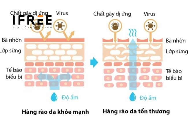 Làm gì để củng cố hàng rào bảo vệ da?