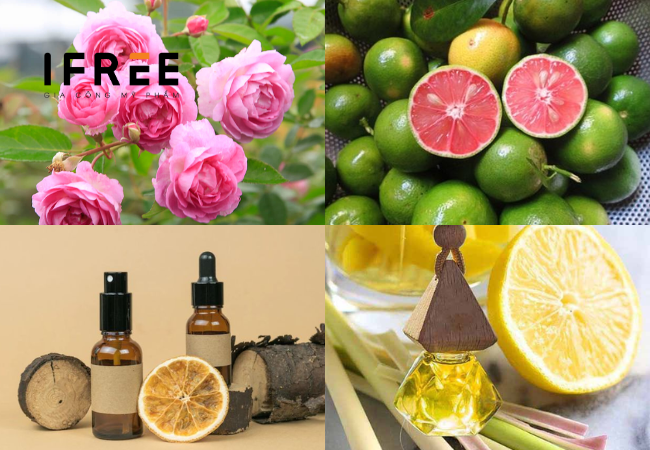 gia công nước hoa ô tô tại iFREE