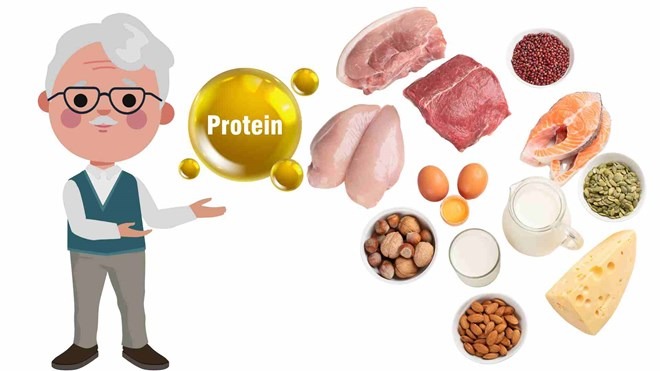 vitamin và protein